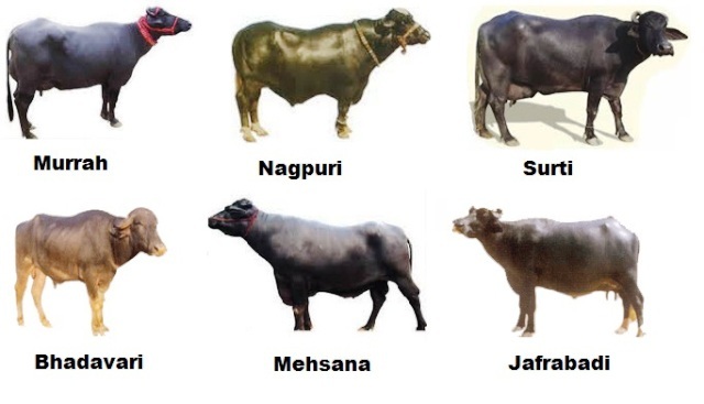 buffalo breeds buffalo breeds
