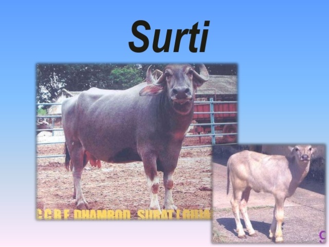 surti surti