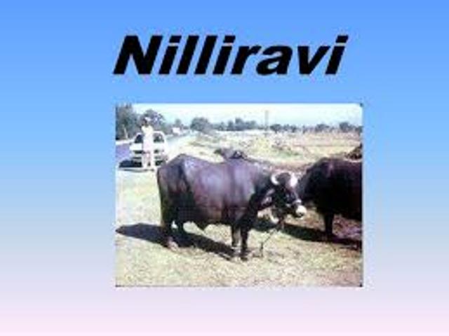 niliravi niliravi