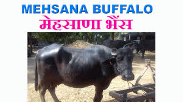 mehsana mehsana