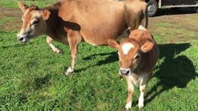 heifer management heifer management