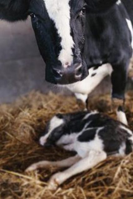 calving calving