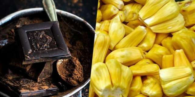 jackruit in chocolate making jackruit in chocolate making