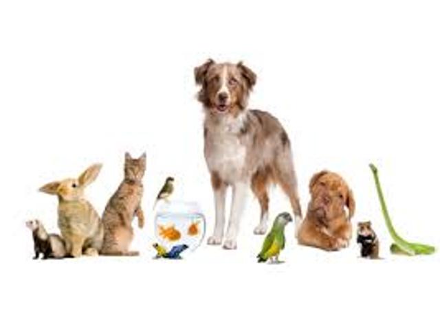 pets pets