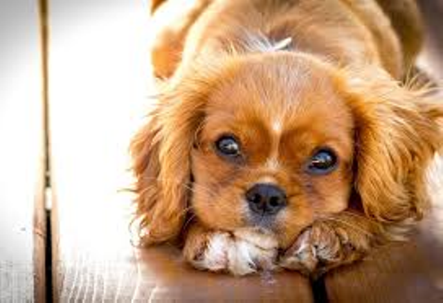 dogs dogs