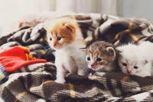cats cats