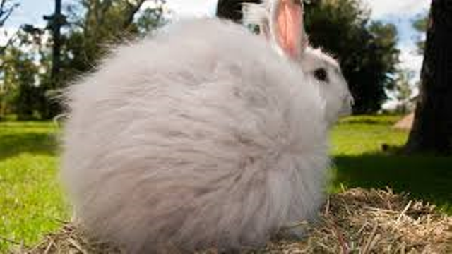 rabbits rabbits
