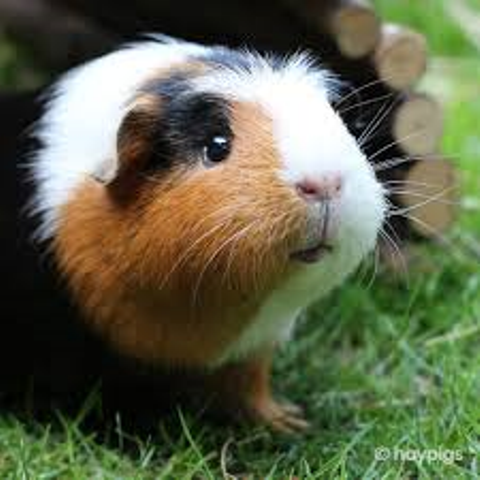 guniea pig guniea pig