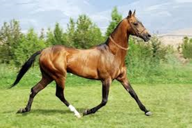 ancient horse ancient horse