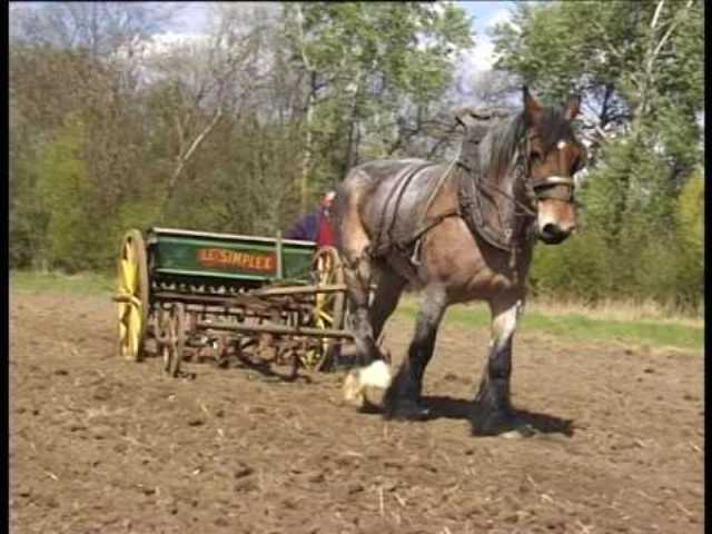 horse in agriculture horse in agriculture