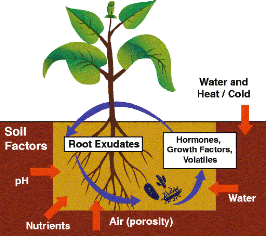 soil nutrient cycle soil nutrient cycle