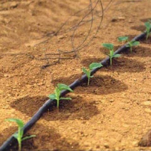 drip irrigation drip irrigation