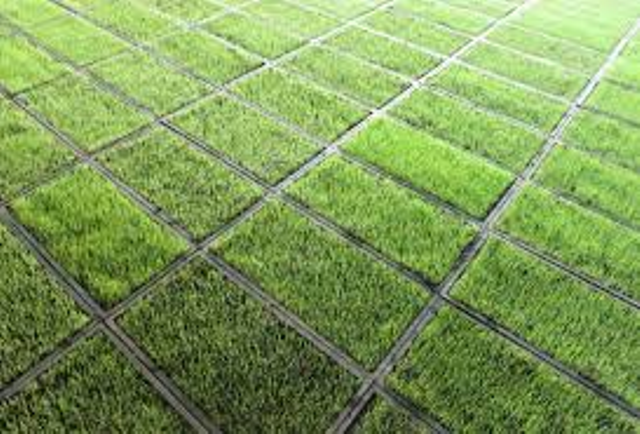 rice nursery rice nursery