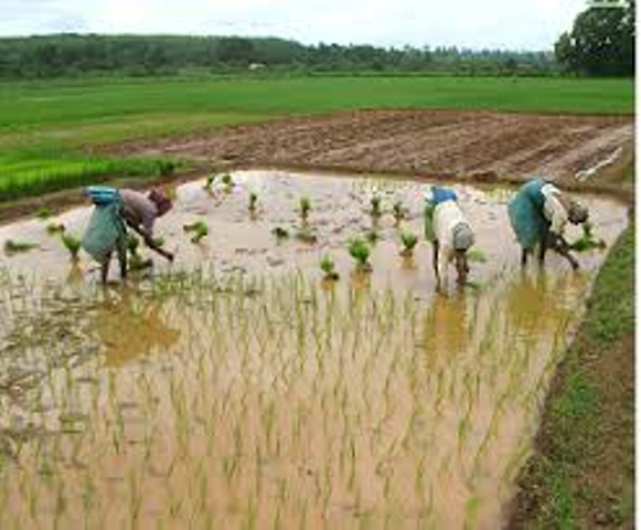 transplanted rice transplanted rice