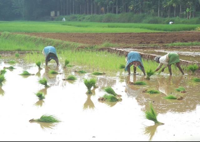 transplanting rice transplanting rice
