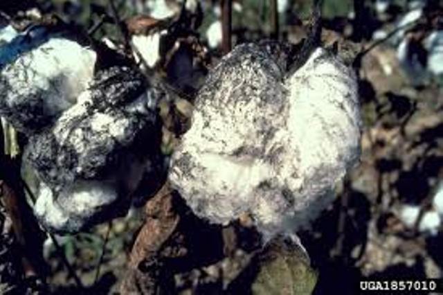 white fly damage white fly damage