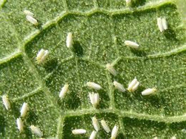 control of whitefly control of whitefly