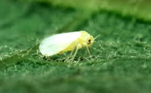 white fly white fly
