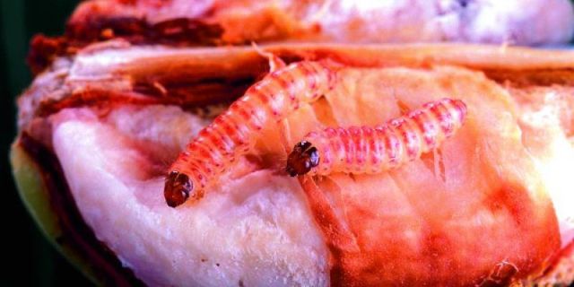 pink bollworm pink bollworm