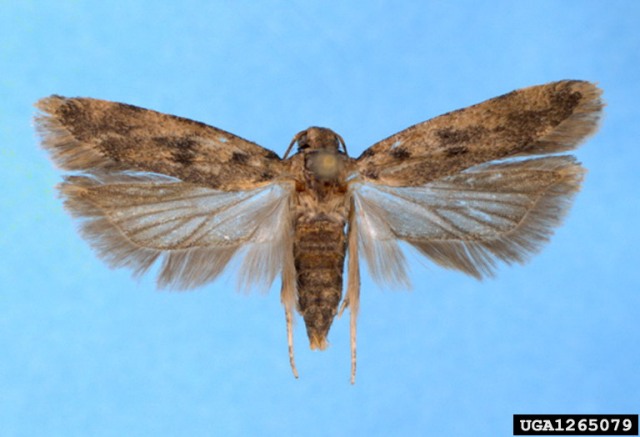 adult pink bollworm adult pink bollworm
