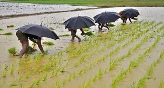 rice seedling harmes rice seedling harmes