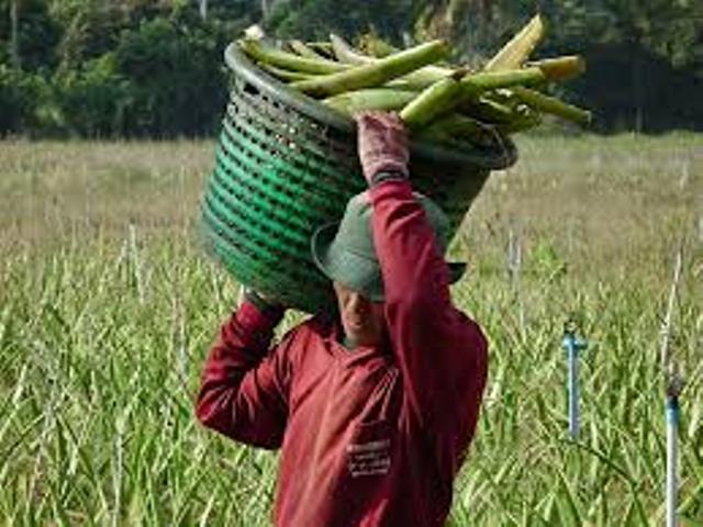 harvesting aloe harvesting aloe