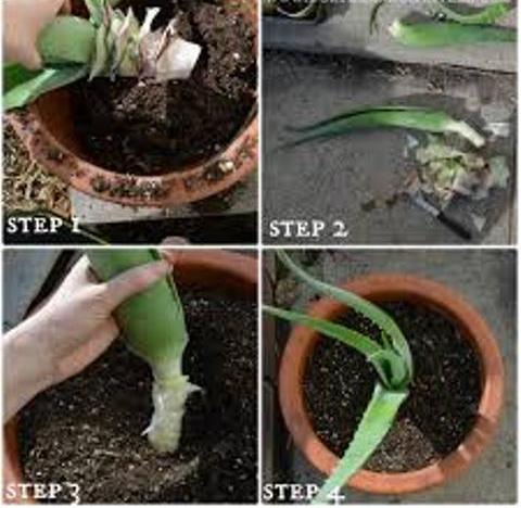 planting methof planting methof