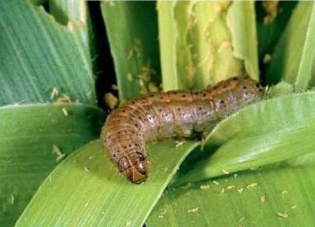 armyworm armyworm