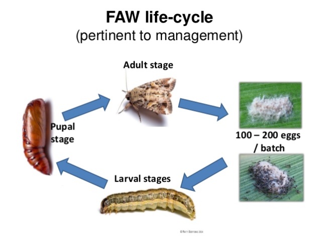 life cycle of army worm life cycle of army worm