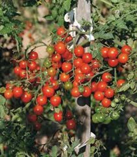 cherry tomato cherry tomato