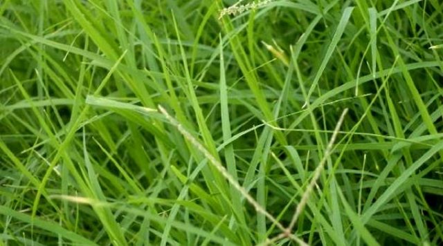 doob grass doob grass