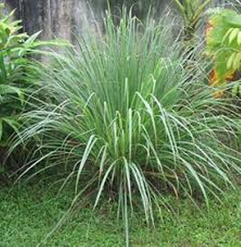 citronella citronella