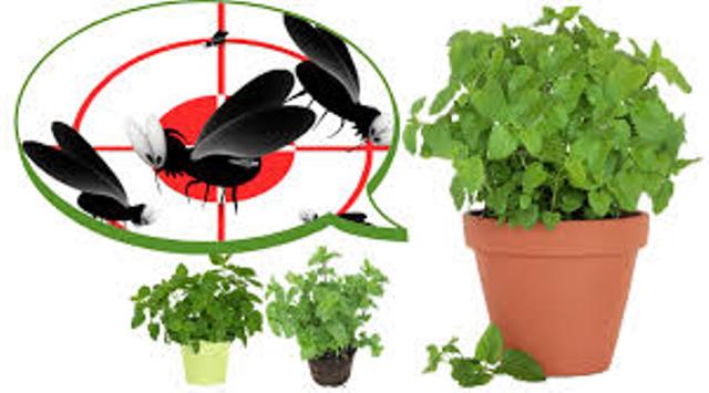 plant mosquito repellents plant mosquito repellents