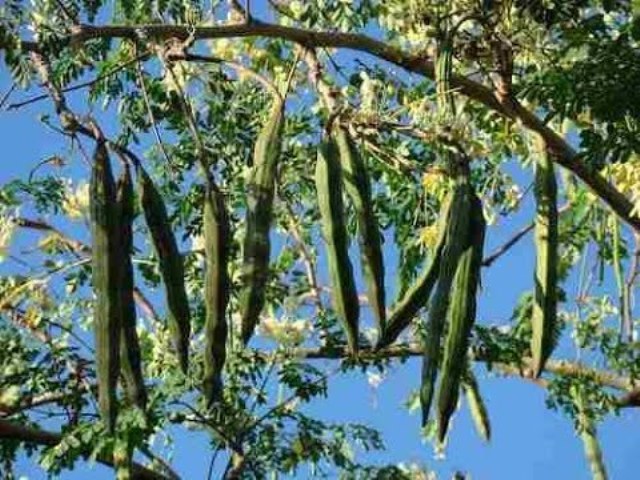 cultivation of morings cultivation of morings