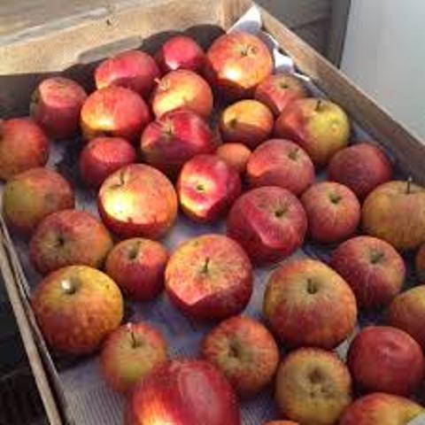 apple and microbes apple and microbes