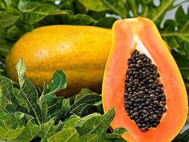 papaya papaya
