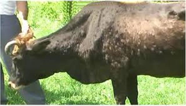 lsd in cattle lsd in cattle