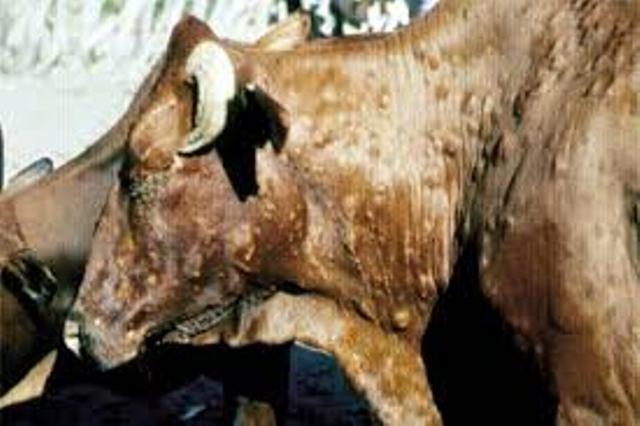 lsd disease in cattle lsd disease in cattle