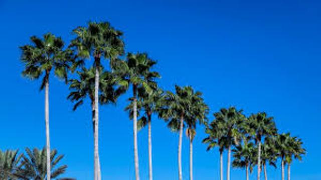 palm trees palm trees