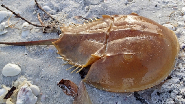 horse shoe crab horse shoe crab