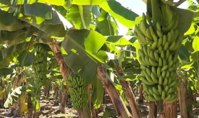 banana wilt banana wilt