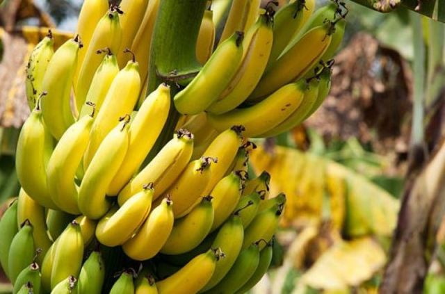 banana banana