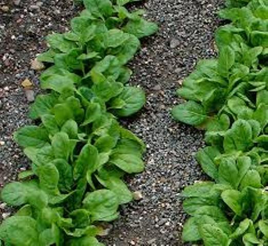 spinach spinach
