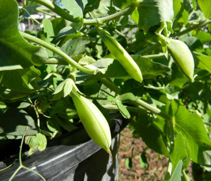 peas peas