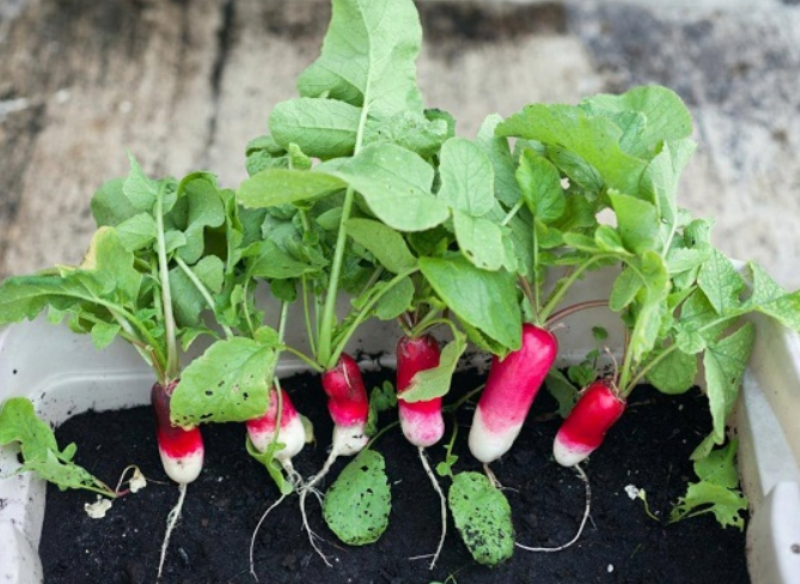 radish radish