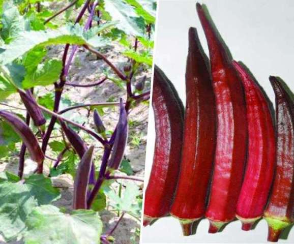okra okra