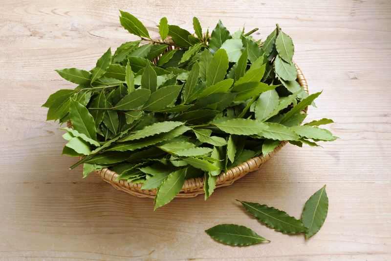 Bay leaves in Big Put Bay leaves in Big Put