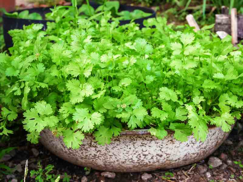 Coriander Coriander
