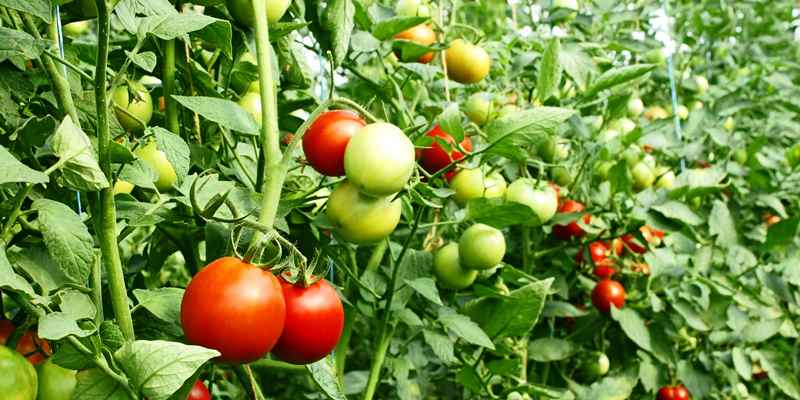 Tomatoes farm Tomatoes farm