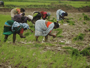 ଡିସେମ୍ବର ମାସରେ ପିଏମ୍ -କିଷାନର ୭ମ କିସ୍ତି ଆସୁଅଛି: ତାଲିକାରୁ ଆପଣଙ୍କର ନାଁ କିପରି ଯାଞ୍ଚ କରିବେ, ଗୁରୁତ୍ୱପୂର୍ଣ୍ଣ ହେଲ୍ପଲାଇନ୍ ନମ୍ବରଗୁଡ଼ିକ